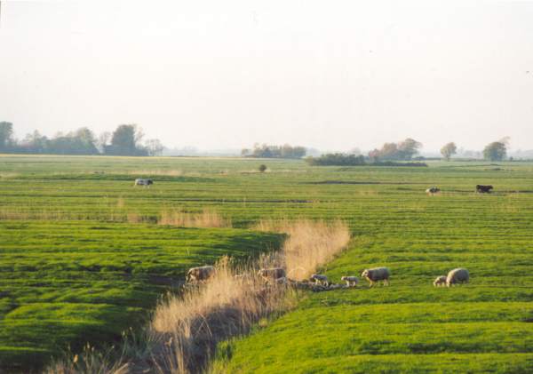 Das Eiderstedt der Wiesenvögel