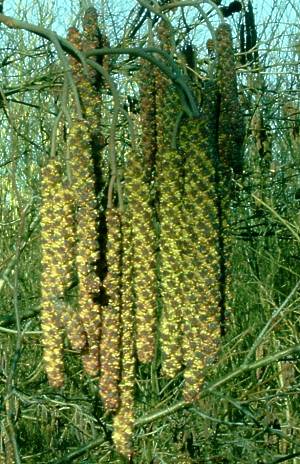 M&auml;nnliche Bl&uuml;ten im M&auml;rz