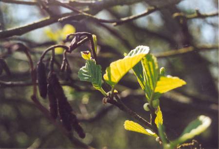 Alnus glutinosa