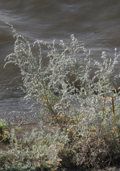 Artemesia maritima