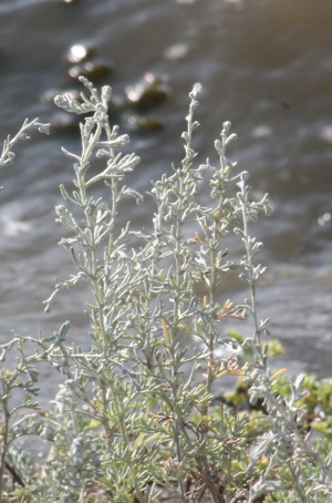Artemesia maritima