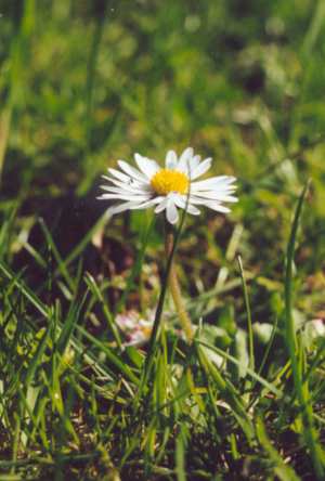 Das Gänseblümchen Bellis perennis