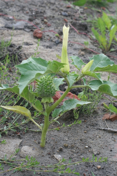 Datura stramonium