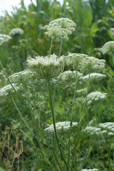 Daucus carota
