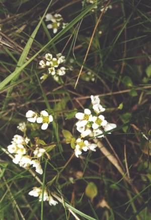 Cochleria anglica