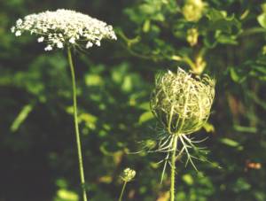 Daucus-carota