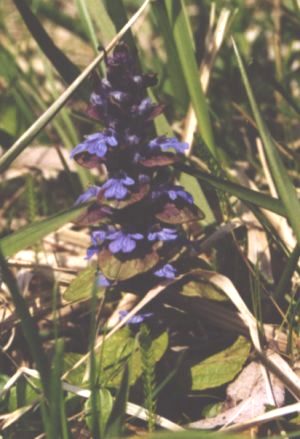 Ajuga reptans