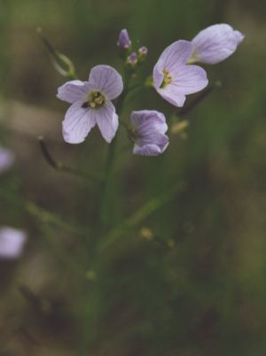 Cardamine pratensis