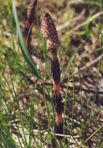 Equisetum arvense