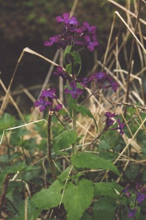 Matthiola incana