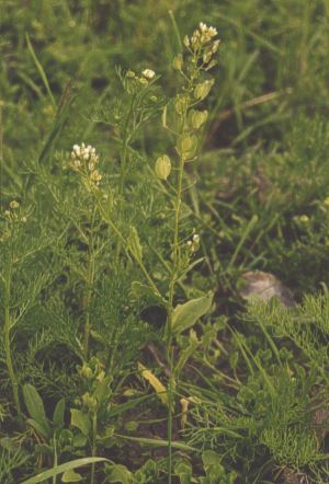 Thlaspi arvense
