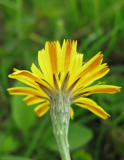Leontodon autumnalis
