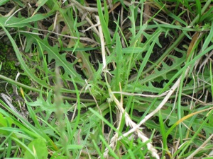 Leontodon autumnalis
