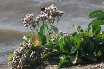 Limonium vulgare