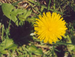 Bellis perennis