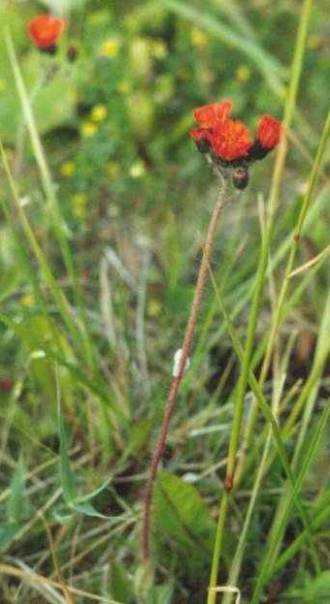 Hieracium aurantiacum