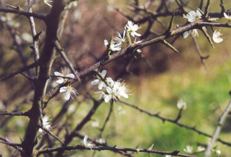 Prunus spinosa L.