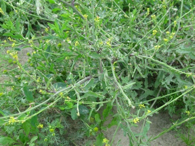 Sisymbrium officinale L.