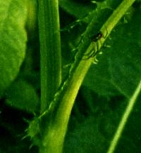Sonchus arvense
