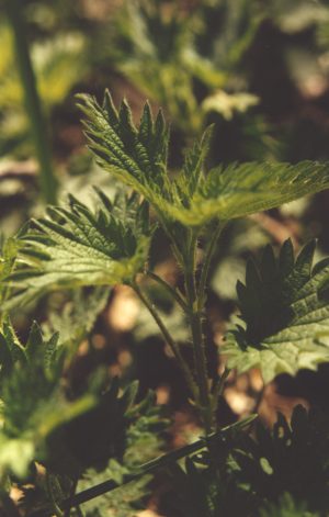 Urtica dioica